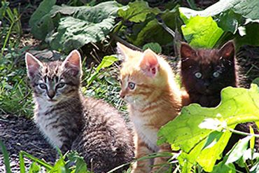 Multiple kittens in the wild.
