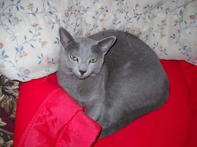 A gray cat lying on a red blanket.