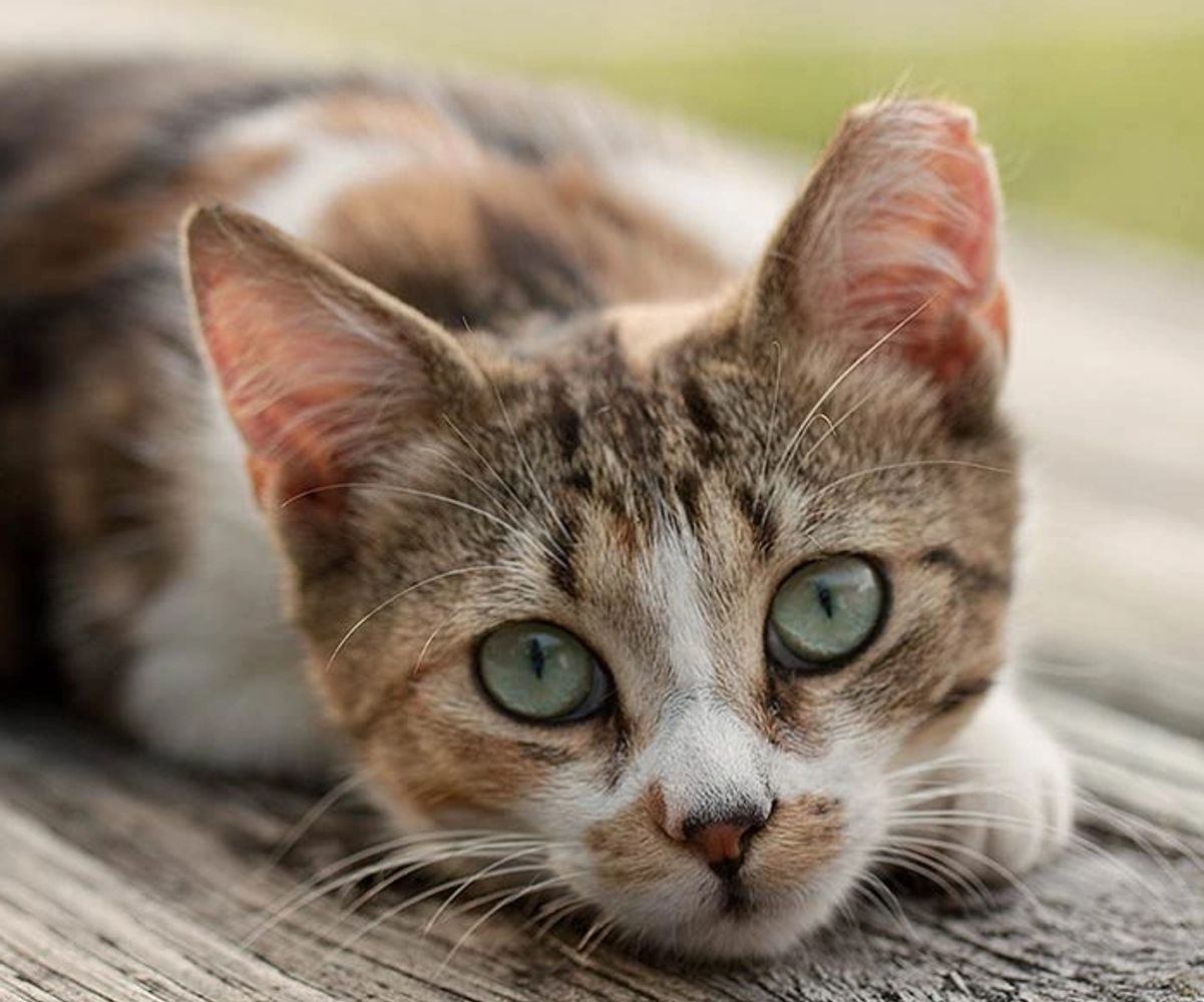 A cute tan, black and white kitten lying on her side.