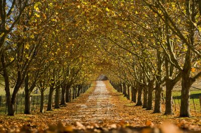 A tree-lined path covered with autumn leaves under a golden canopy.
