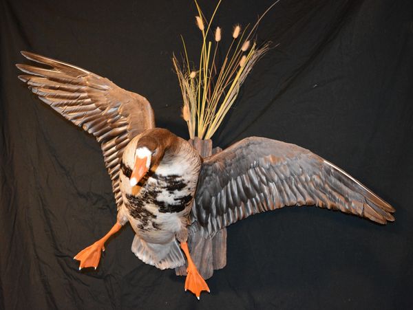 Photo shows a mount of speckle belly goose. This mount won an award at a taxidermy competition.