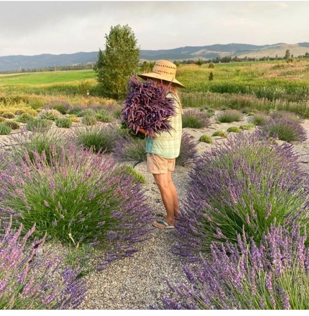 Woman standing in lavender crop arms full of fresh cut lavender