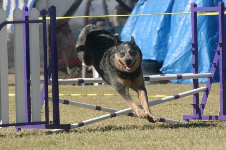 Dallas shown doing agility and having fun at age 9