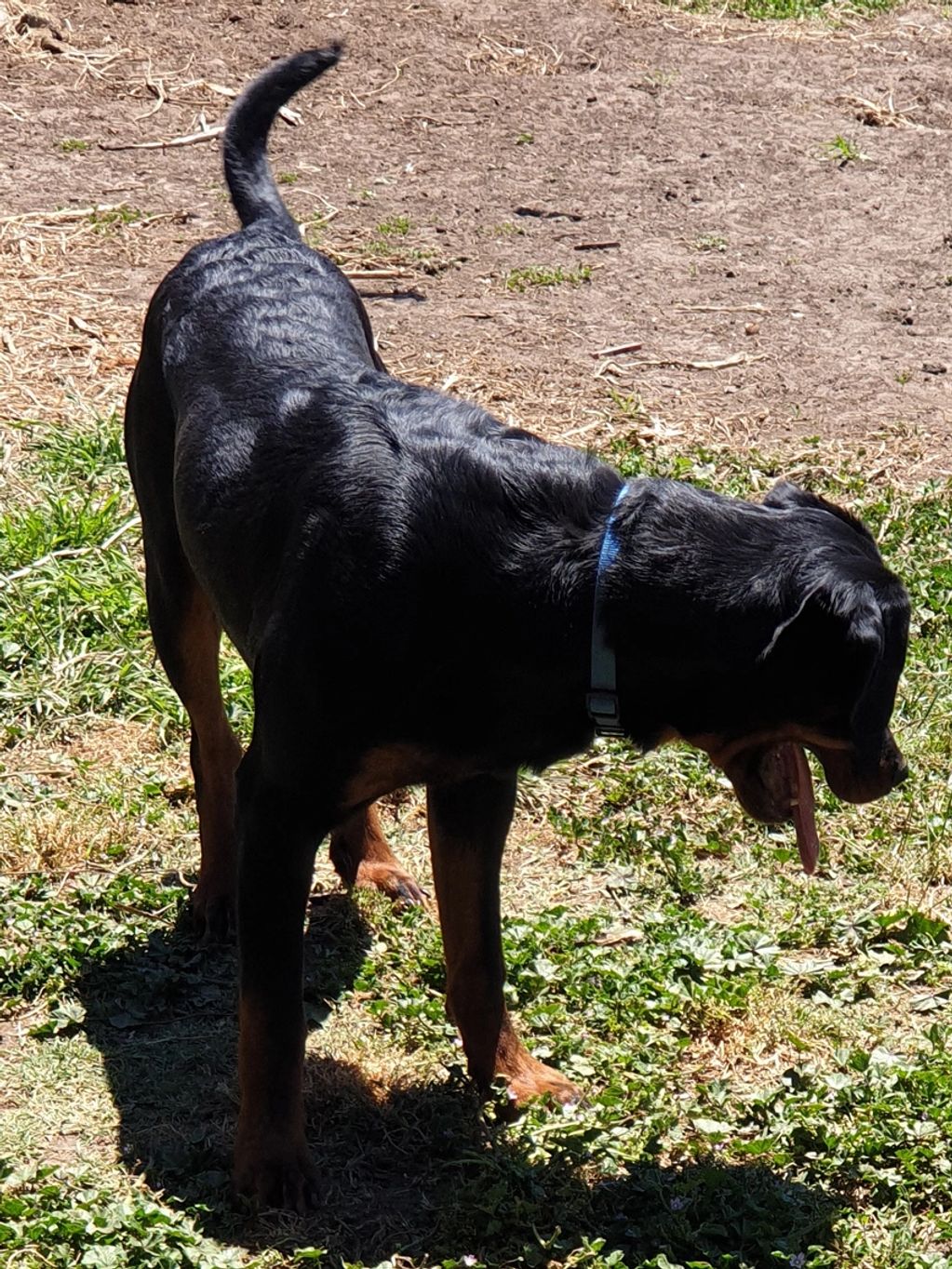8 month old entire male
"NO LONGER AVAILABLE"