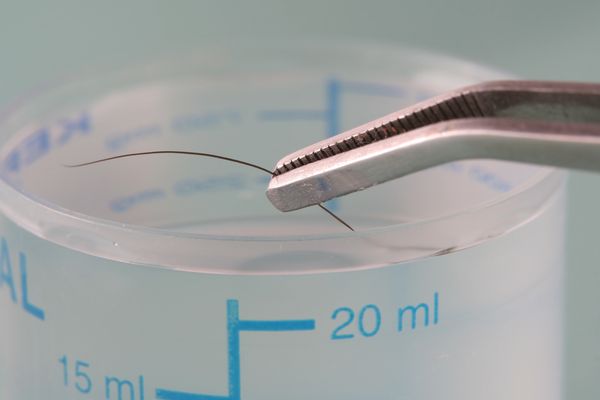 Close-up of tweezers holding a hair over a plastic measurement container