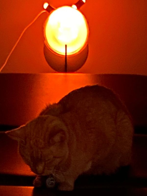 Pets have the most amazing response with Theraphi.