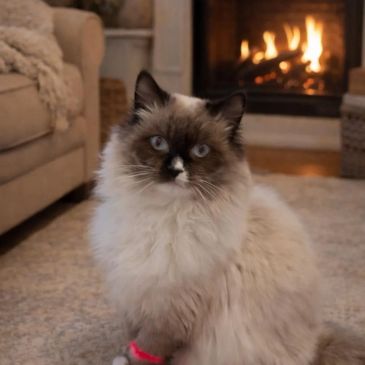 Fluffy Ragdoll cat sitting indoors by a fireplace.