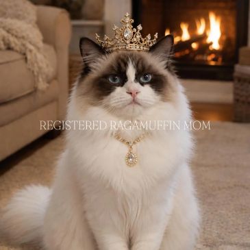 Ragamuffin cat with crown and necklace.