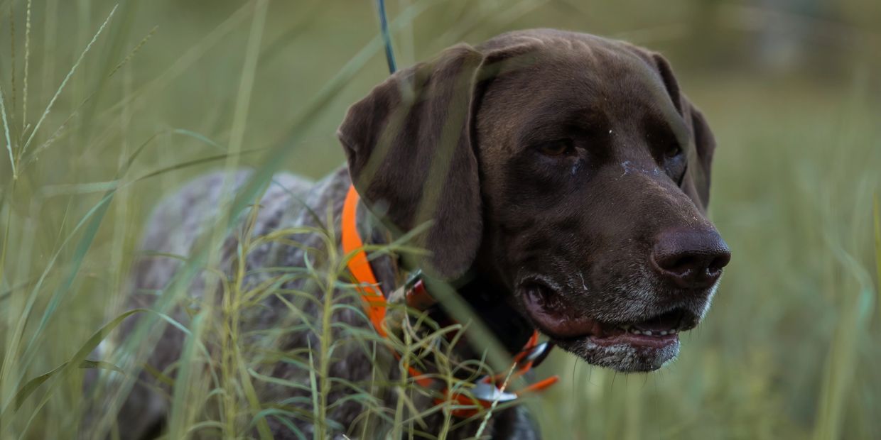 A brown dog with an orange collar standing in tall grass.