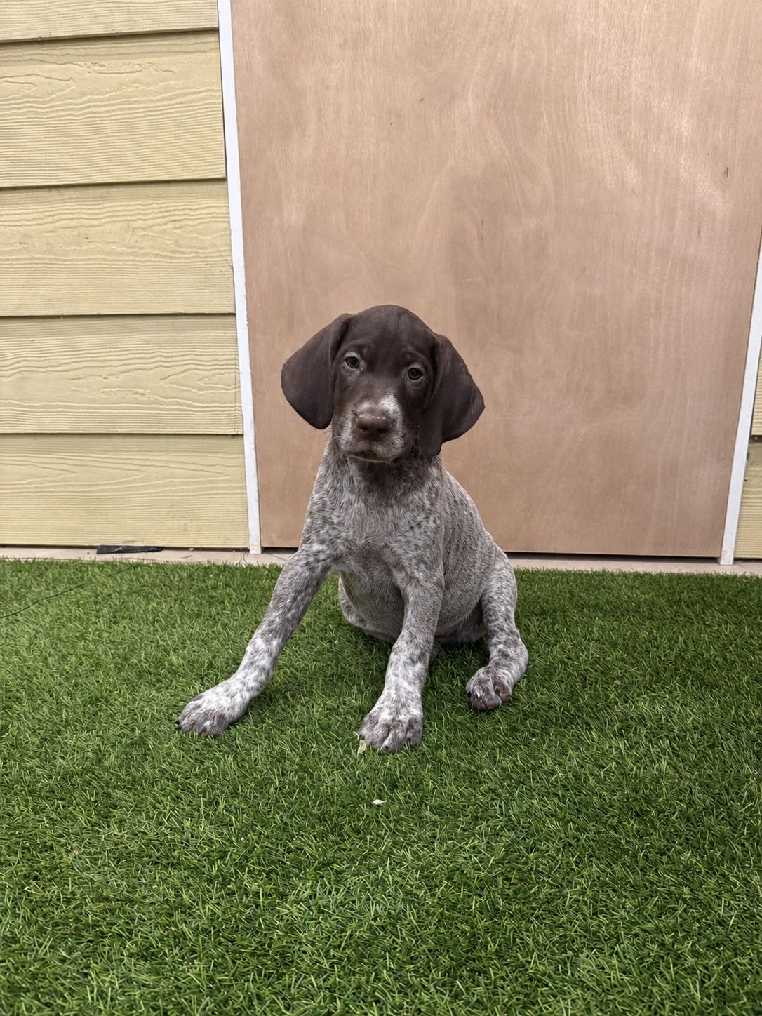 A young puppy with spotted fur sitting on green grass.