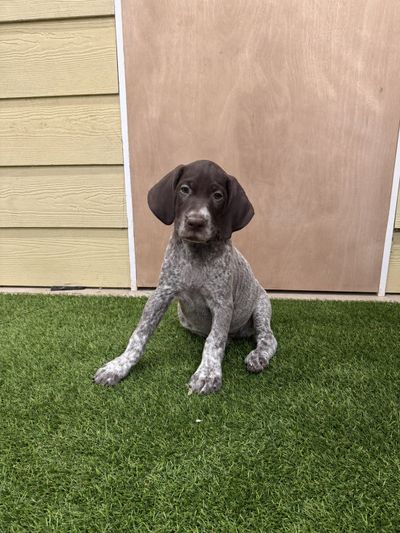A young puppy with spotted fur sitting on green grass.