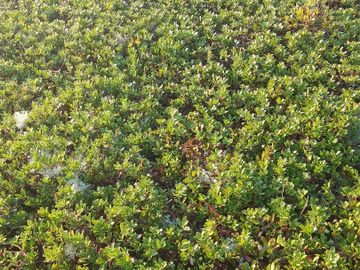 A lush green ground cover with small leaves and white flowers.