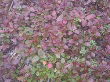Dense ground cover of small leaves in shades of green and purple.