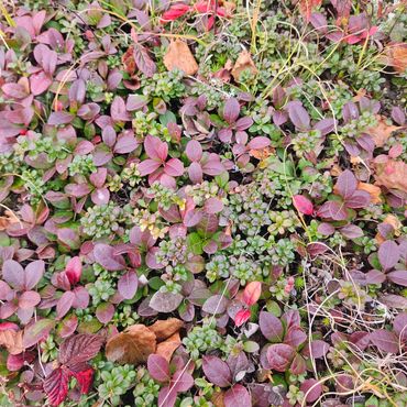 Two of a kind. The larger leafed plant is wintergreen and the other green ones; mountain cranberry.