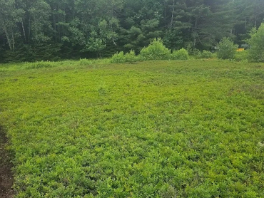A small, but beautiful field of wild low bush blueberry.