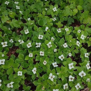 A member of the dogwood family, bunchberry is truly a beauty as a groundcover for shady spots!