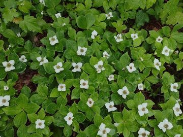 Green foliage with numerous small white flowers spread across.