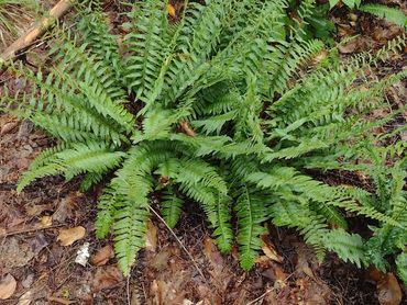 One of Maine's only evergreen ferns, the Christmas fern!