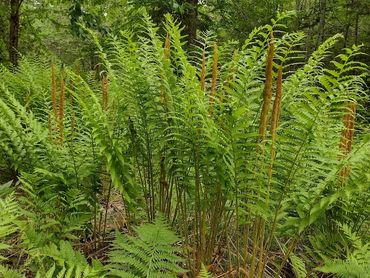 Cinnamon Fern in full bloom. A true spectacle!