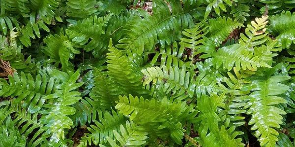 Beautiful close up of rock fern