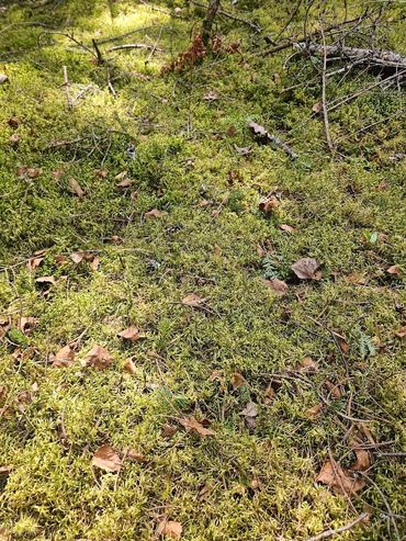 Red- Stemmed feather moss mix, or just "mixed mosses" as there are many cultivars in one patch!