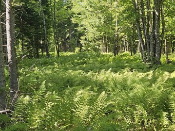 Lush green ferns under tall trees in a sunlit forest.