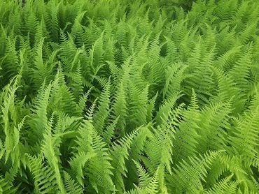 Beautiful summer foliage from our #1 seller, Hay-scented fern!