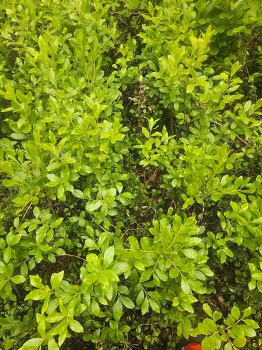 Huckleberry in mid summer foliage