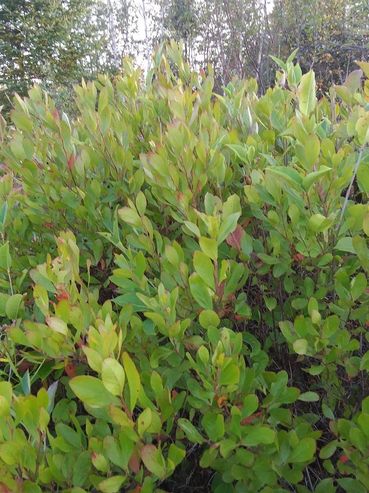 A close up of North American black berried huckleberry in late summer
