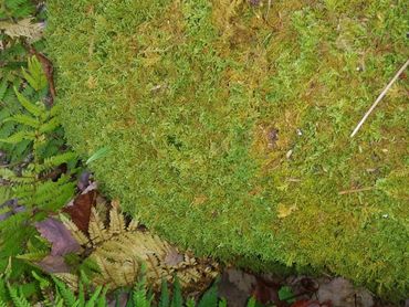 Sheet Fern moss, a gorgeous blanket that resembles thousands of mini ferns all in one sheet!