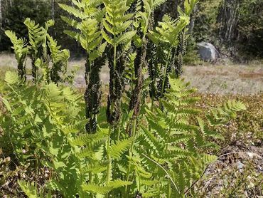 Interrupted Fern in full bloom.