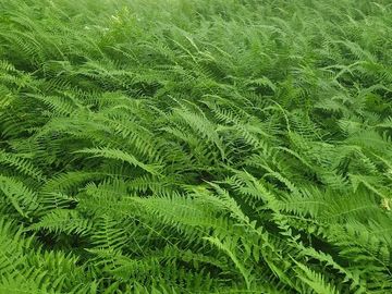 Lush green fern plants covering the ground densely.