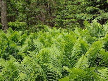 A large colony of mature Ostrich fern. Stunning!
