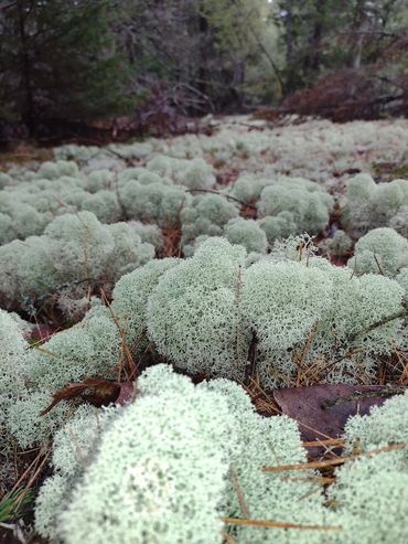 Reindeer Moss. A Versatile moss that can add a pop to the most barren of landscapes!