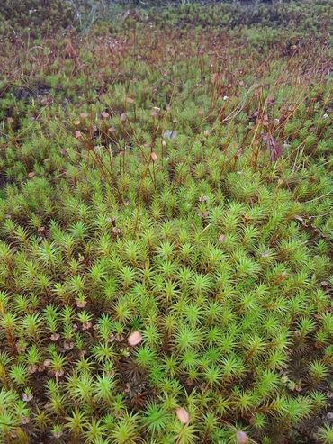 Haircap moss. Simple, elegant, and stunning!