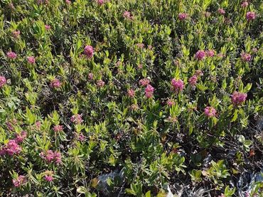 Wild Mix Sod, Premium choice of 3 or more symbiotic plants all grouped together in one array!