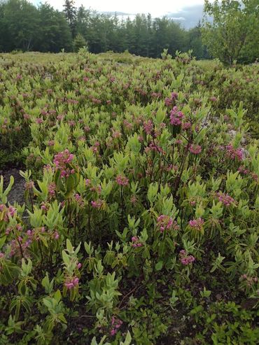 Wild mixed sods! A true natural beauty!