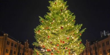 Large Christmas tree decorated with lights and ornaments at night.