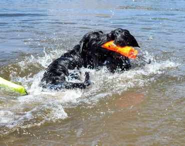 #coloradopuppies #englishlabbreeder #championlabs #labradorretriever #utah #wyoming #montana