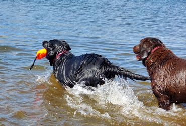 Black and Chocolate English Labrador Retrievers playing in lake
Black English Labrador Retrievers