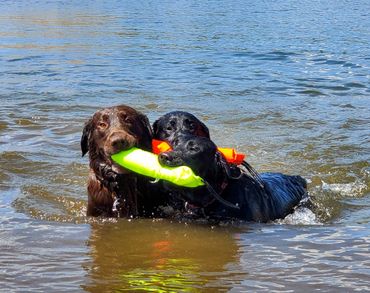 English Labrador Retrievers swimming and retrieving in a lake