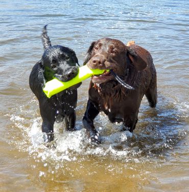 Chocolate Lab retrieving
#blackenglishlab #blacklabretrieving #labpuppies #cheyenne #wyoming