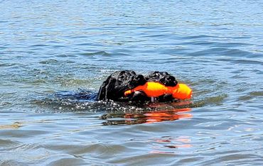 Black English Labrador Retrievers retrieving dummies in a lake