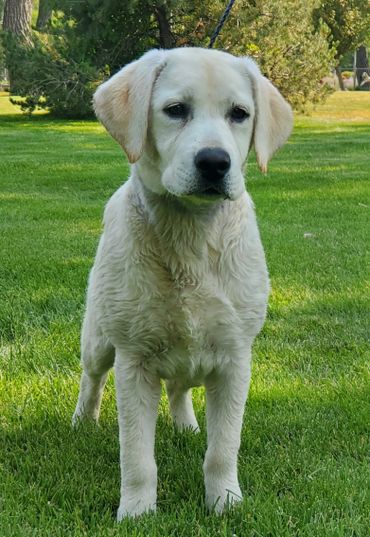 Yellow English Labrador Retriever after swimming
English Labrador Retriever