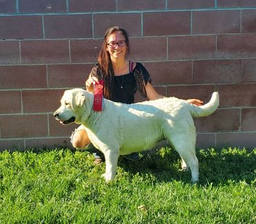 AKC English Labrador Retriever Female #yellowenglishlab #bestfemale #englishlabradorretriever