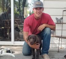 Chocolate Labrador Retriever