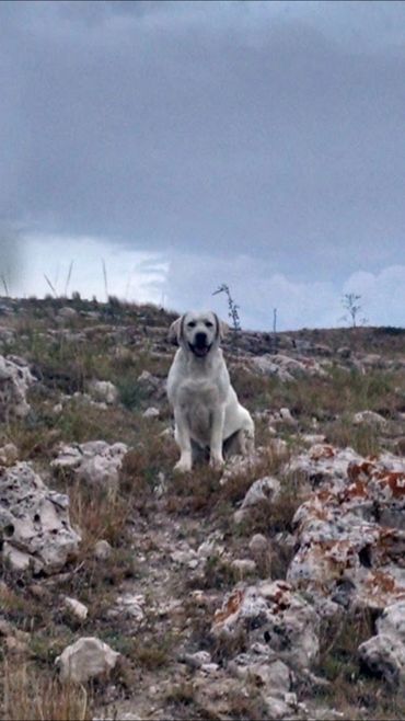 White English Labrador Retriever playing on a mountain