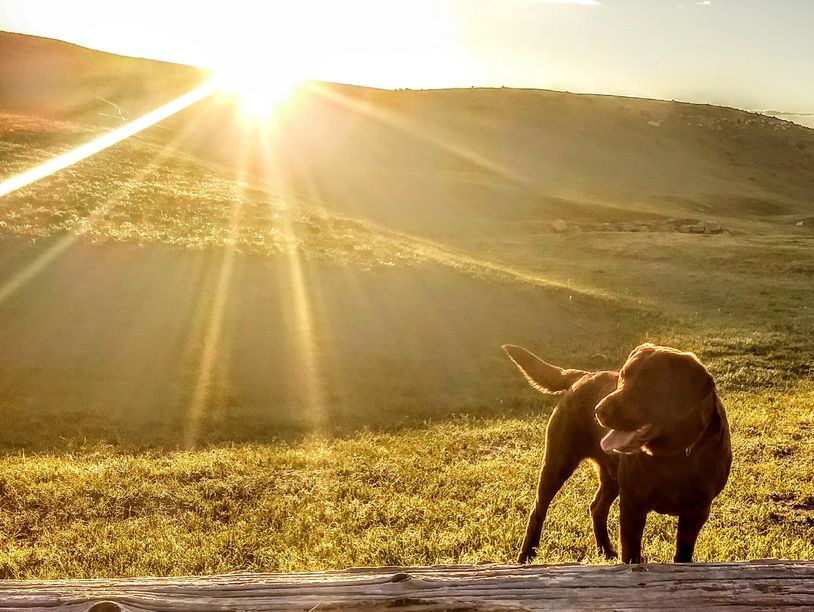 Chocolate English Labrador Retriever