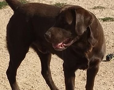 #chocolatelab #chocolateadultlab #englishlab #labrador #adultlabforsale #labs