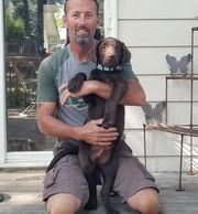 Chocolate Lab family dog